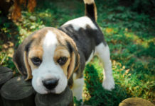 Il Beagle 524 0 047 Beagle